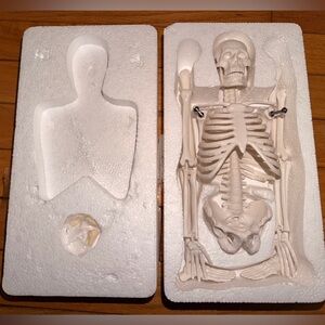 17” mini human scientific skeleton anatomy physiology studies NWT
